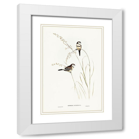 Bichenoâ€™s Finch-Estrelda Bichenovii White Modern Wood Framed Art Print with Double Matting by Gould, John