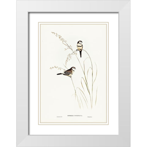 Bichenoâ€™s Finch-Estrelda Bichenovii White Modern Wood Framed Art Print with Double Matting by Gould, John