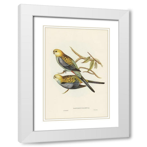 Pale-headed Parakeet-Platycercus palliceps White Modern Wood Framed Art Print with Double Matting by Gould, John