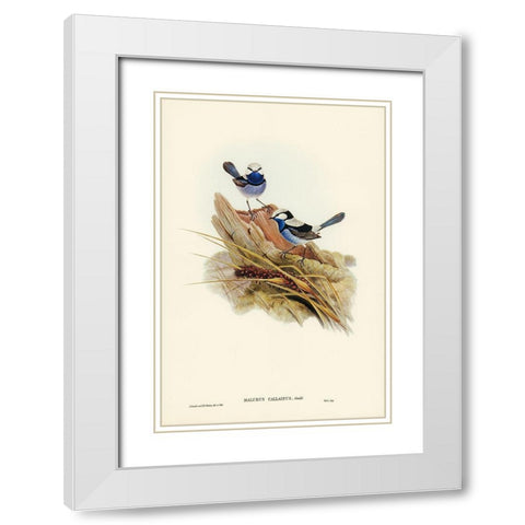Turquoisine Superb Warbler-Malurus callainus White Modern Wood Framed Art Print with Double Matting by Gould, John