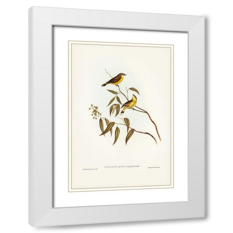 White-throated Gerygone-Gerygone albogularis White Modern Wood Framed Art Print with Double Matting by Gould, John