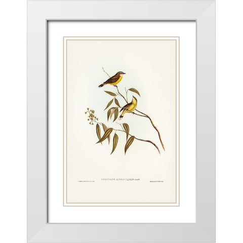 White-throated Gerygone-Gerygone albogularis White Modern Wood Framed Art Print with Double Matting by Gould, John