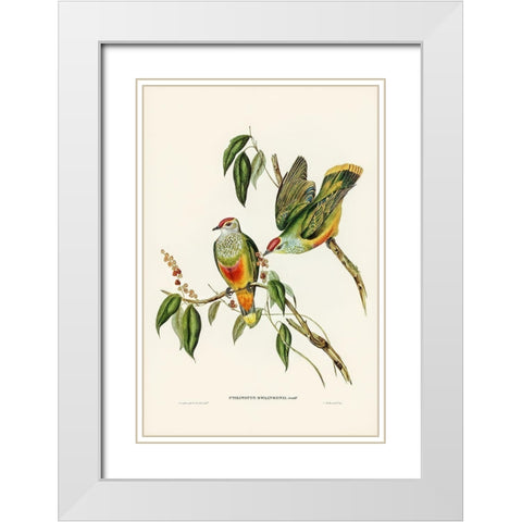 Swainsons Fruit Pigeon-Ptilinopus Swainsonii White Modern Wood Framed Art Print with Double Matting by Gould, John