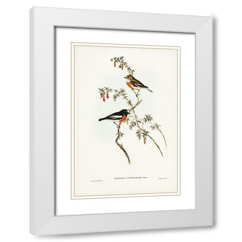 Scarlet-breasted Robin-Petroica multicolor White Modern Wood Framed Art Print with Double Matting by Gould, John