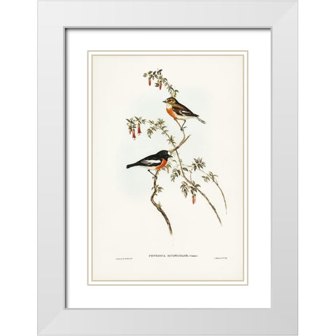 Scarlet-breasted Robin-Petroica multicolor White Modern Wood Framed Art Print with Double Matting by Gould, John