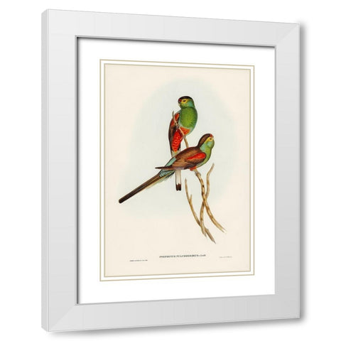 Beautiful Parakeet-Psephotus pulcherrimus White Modern Wood Framed Art Print with Double Matting by Gould, John