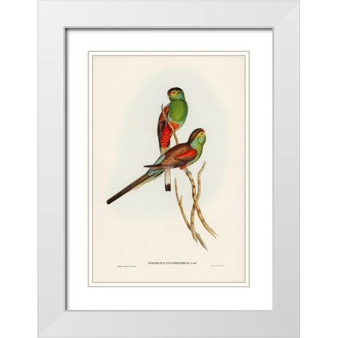 Beautiful Parakeet-Psephotus pulcherrimus White Modern Wood Framed Art Print with Double Matting by Gould, John