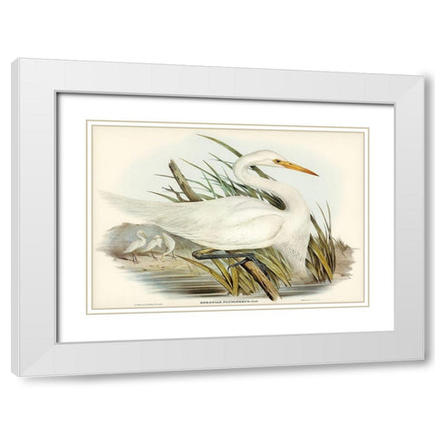 Plumed Egret-Herodias plumiferus White Modern Wood Framed Art Print with Double Matting by Gould, John