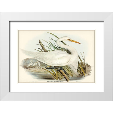 Plumed Egret-Herodias plumiferus White Modern Wood Framed Art Print with Double Matting by Gould, John