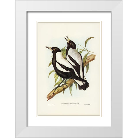 Tasmanian Crow-Shrike-Gymnorhina organicum White Modern Wood Framed Art Print with Double Matting by Gould, John