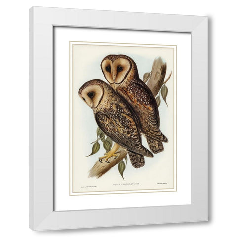 Masked Barn Owl-Strix Personata White Modern Wood Framed Art Print with Double Matting by Gould, John