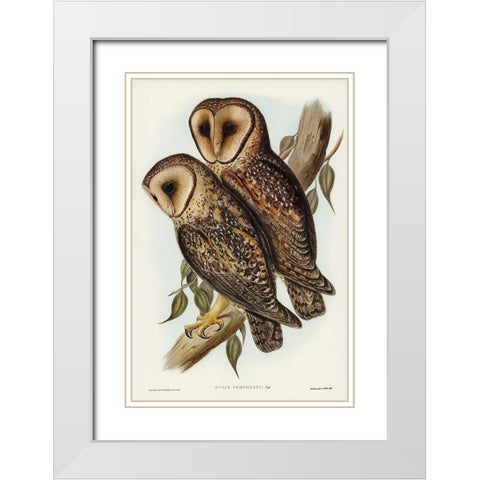 Masked Barn Owl-Strix Personata White Modern Wood Framed Art Print with Double Matting by Gould, John