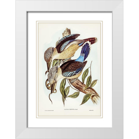 Fawn-breasted Kingfisher-Dacelo corvina White Modern Wood Framed Art Print with Double Matting by Gould, John