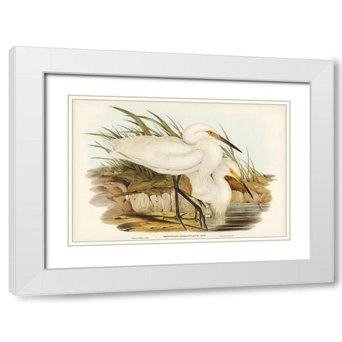 Spotless Egret-Herodias immaculata White Modern Wood Framed Art Print with Double Matting by Gould, John