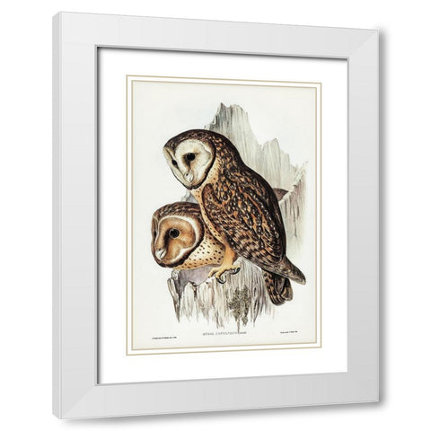 Chestnut-faced Owl-Strix castanops White Modern Wood Framed Art Print with Double Matting by Gould, John