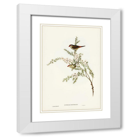 Red-eyebrowed Finch-Estrelda temporalis White Modern Wood Framed Art Print with Double Matting by Gould, John
