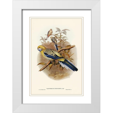 Blue-cheeked Parakeet-Platycercus cyanogenys White Modern Wood Framed Art Print with Double Matting by Gould, John