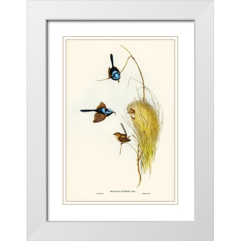 Blue Wren-Malurus cyaneus White Modern Wood Framed Art Print with Double Matting by Gould, John
