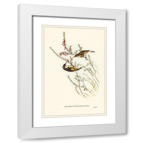 Tasmanian Honey-eater-Meliphaga Australasiana White Modern Wood Framed Art Print with Double Matting by Gould, John