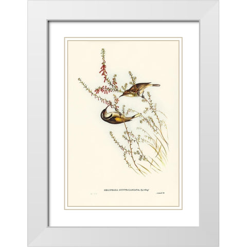 Tasmanian Honey-eater-Meliphaga Australasiana White Modern Wood Framed Art Print with Double Matting by Gould, John