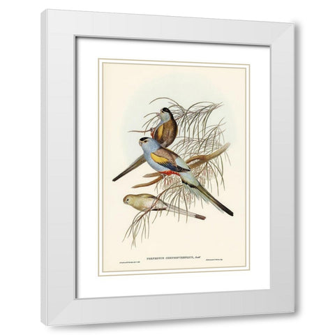 Golden-backed Parakeet-Psephotus chrysopterygius White Modern Wood Framed Art Print with Double Matting by Gould, John