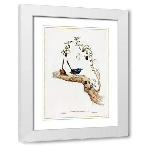 Long-tailed Wren-Malurus longicaudus White Modern Wood Framed Art Print with Double Matting by Gould, John