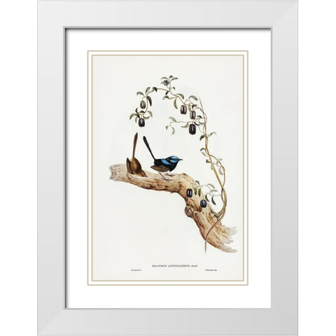 Long-tailed Wren-Malurus longicaudus White Modern Wood Framed Art Print with Double Matting by Gould, John