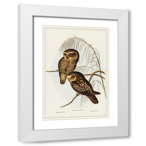 Spotted Owl-Athene maculate White Modern Wood Framed Art Print with Double Matting by Gould, John