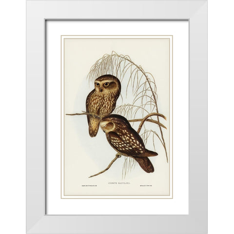 Spotted Owl-Athene maculate White Modern Wood Framed Art Print with Double Matting by Gould, John