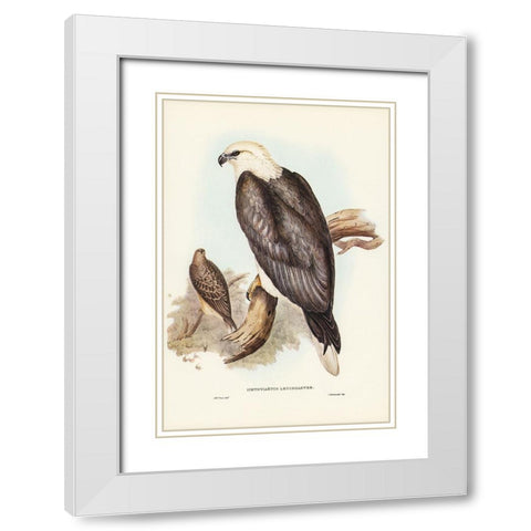 White-bellied Sea Eagle-Ichthyiaetus leucosternus White Modern Wood Framed Art Print with Double Matting by Gould, John