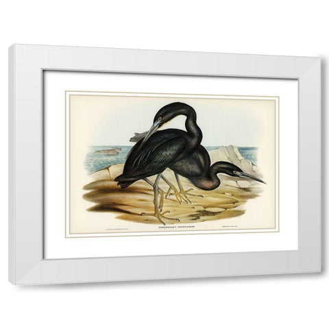 Blue Reef Heron-Herodias jugularis White Modern Wood Framed Art Print with Double Matting by Gould, John