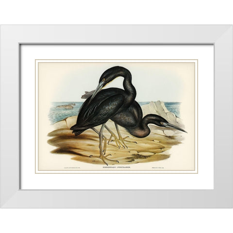 Blue Reef Heron-Herodias jugularis White Modern Wood Framed Art Print with Double Matting by Gould, John