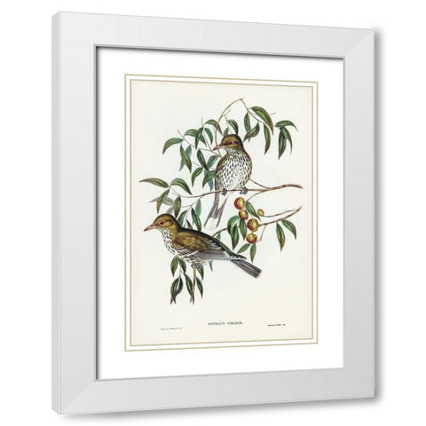 New South Wales Oriole-Oriolus viridis White Modern Wood Framed Art Print with Double Matting by Gould, John