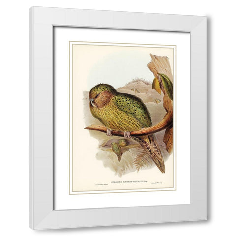 Kakapo-Strigops habroptius White Modern Wood Framed Art Print with Double Matting by Gould, John