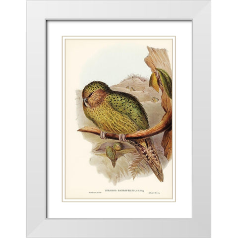 Kakapo-Strigops habroptius White Modern Wood Framed Art Print with Double Matting by Gould, John