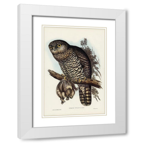 Powerful Owl-Athene strenua White Modern Wood Framed Art Print with Double Matting by Gould, John