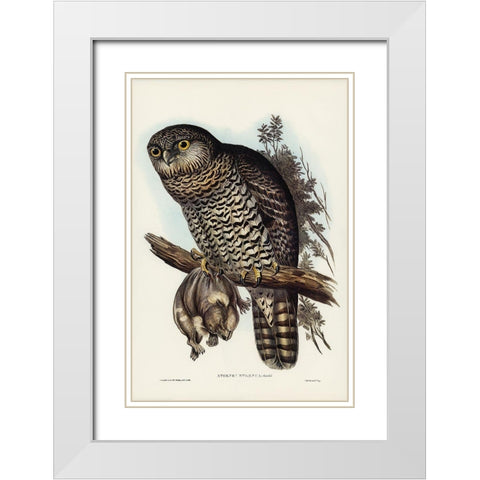 Powerful Owl-Athene strenua White Modern Wood Framed Art Print with Double Matting by Gould, John