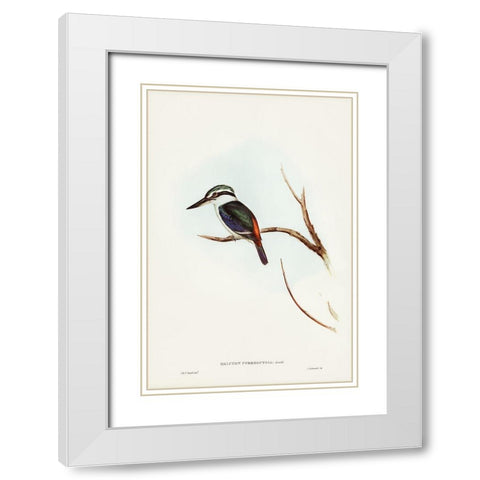 Red-backed Halcyon-Halcyon pyrrhopygia White Modern Wood Framed Art Print with Double Matting by Gould, John