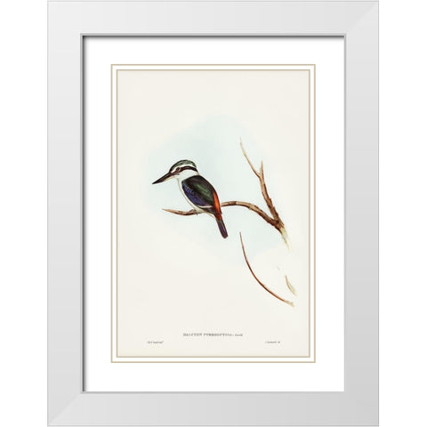 Red-backed Halcyon-Halcyon pyrrhopygia White Modern Wood Framed Art Print with Double Matting by Gould, John