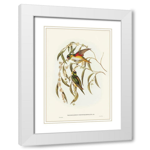Porphyry-crowned Lorikeet-Trichoglossus Porphyrocephalus White Modern Wood Framed Art Print with Double Matting by Gould, John