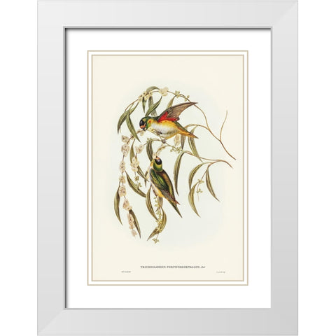 Porphyry-crowned Lorikeet-Trichoglossus Porphyrocephalus White Modern Wood Framed Art Print with Double Matting by Gould, John