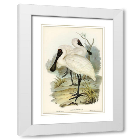 Royal spoonbill-platalea regia White Modern Wood Framed Art Print with Double Matting by Gould, John