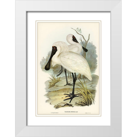 Royal spoonbill-platalea regia White Modern Wood Framed Art Print with Double Matting by Gould, John