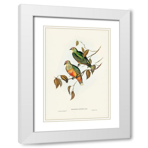 Ewings Fruit Pigeon-Ptilinopus Ewingii White Modern Wood Framed Art Print with Double Matting by Gould, John