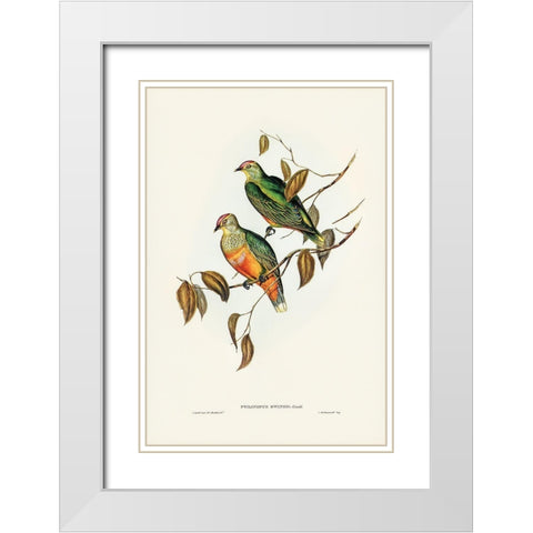 Ewings Fruit Pigeon-Ptilinopus Ewingii White Modern Wood Framed Art Print with Double Matting by Gould, John