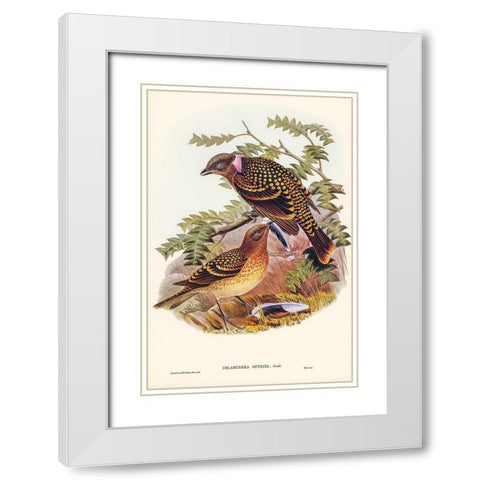 Guttated Bower-bird-Chlamydera guttata White Modern Wood Framed Art Print with Double Matting by Gould, John