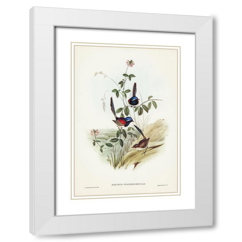 Beautiful Wren-Malurus pulcherrimus White Modern Wood Framed Art Print with Double Matting by Gould, John