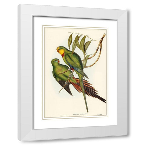 Black-tailed Parakeet-Polytelis melanura White Modern Wood Framed Art Print with Double Matting by Gould, John