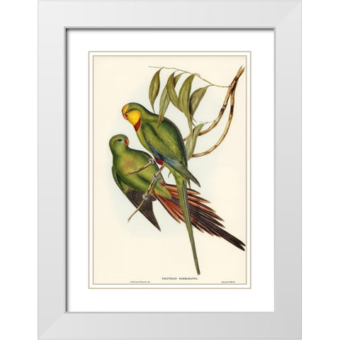 Black-tailed Parakeet-Polytelis melanura White Modern Wood Framed Art Print with Double Matting by Gould, John