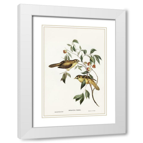 Australian Bell Bird-Myzantha melanophrys White Modern Wood Framed Art Print with Double Matting by Gould, John